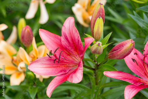 Red and yellow lilies on a meadow close-up. Flowers