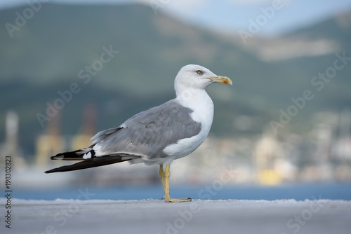 A beautiful and clean seagull, white-gray color stands on a level surface. Gray-white seagull on a blurred background