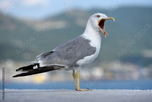 A beautiful and clean seagull is white and gray color with an open mouth on an even surface. Gray-white seagull on a blurred background