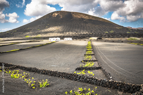 Vineyards in La Geria, Lanzarote, canary islands, Spain.