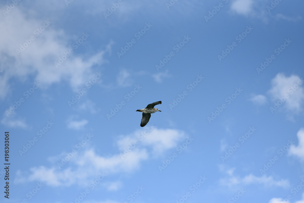 The seagull flies its wings wide against the blue sky with clouds The seagull flies its wings wide against the blue sky with clouds