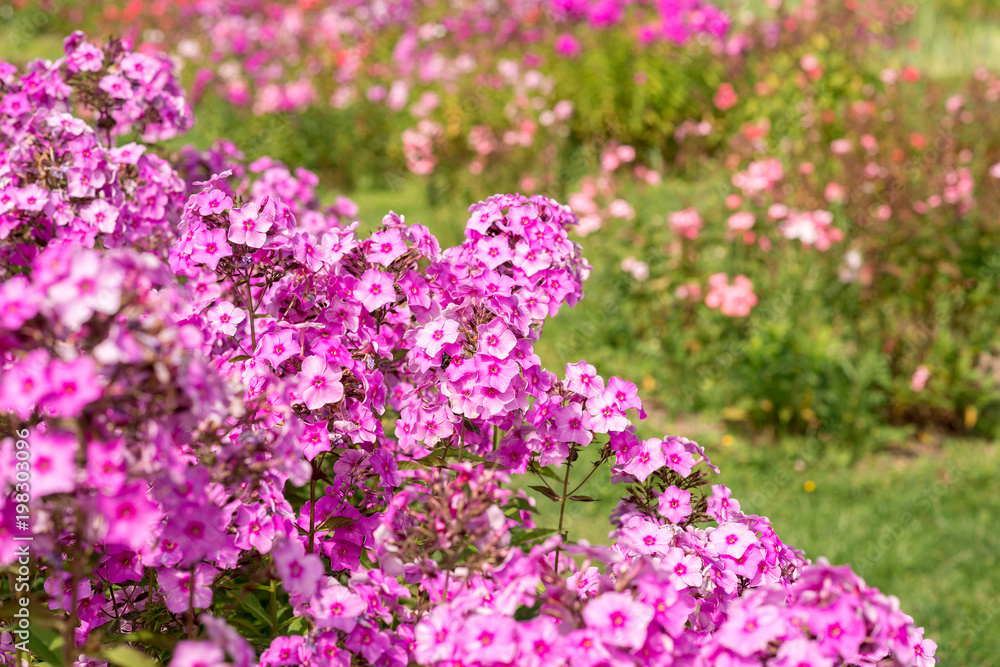 Flowers pink phloxes grow in the garden Flowers pink phloxes grow in the garden