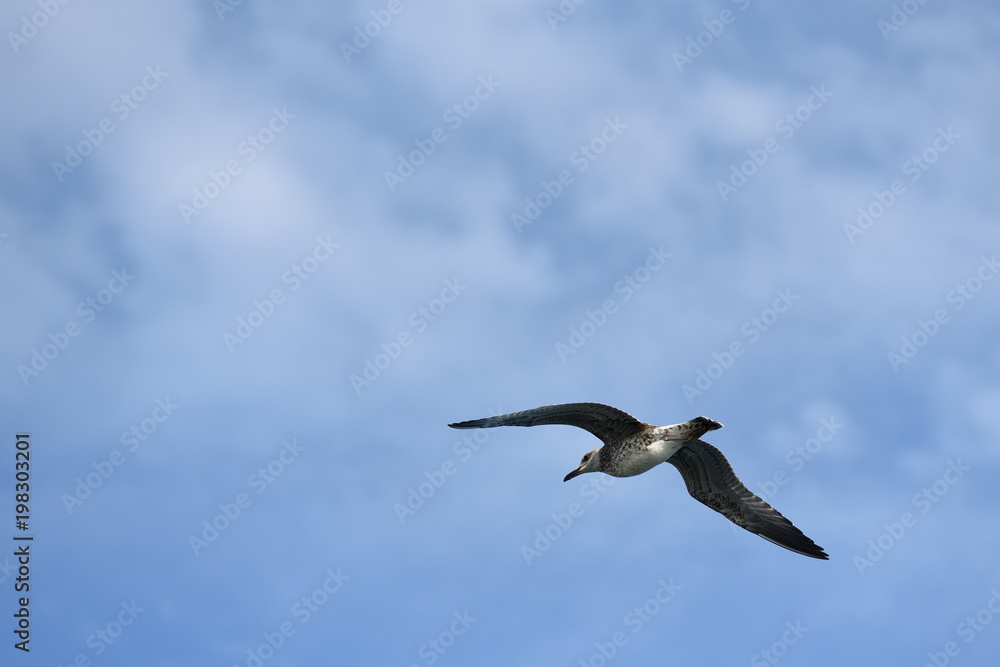 The seagull flies its wings wide against the blue sky with clouds