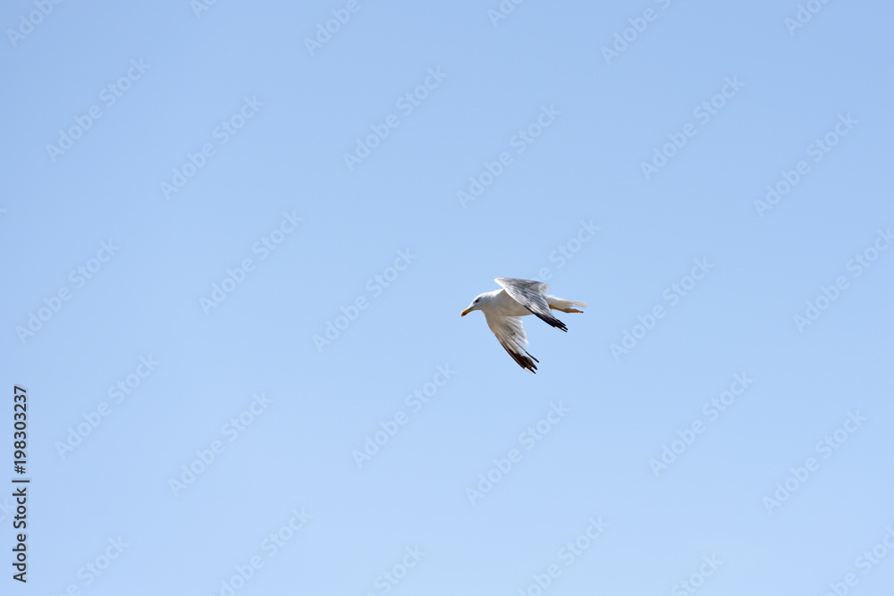 A seagull is flying against a blue sky with clouds A seagull is flying against a blue sky with clouds