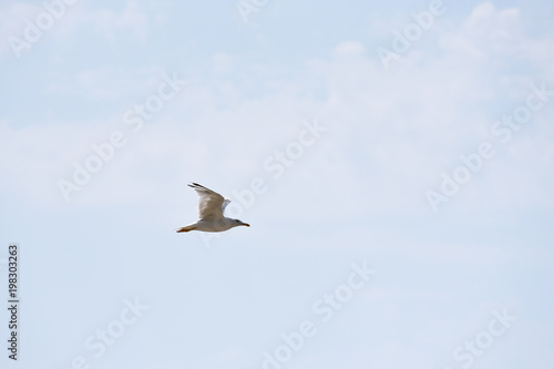 A seagull is flying against a blue sky with clouds