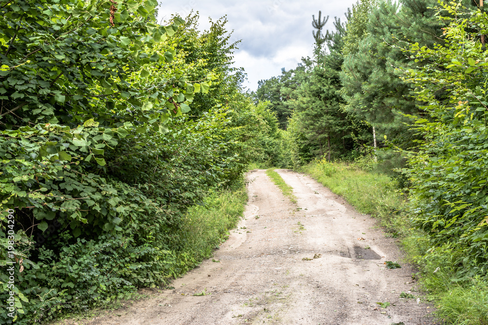 Green forest in spring or landscape with path in park with lush foliage of the bushes Green forest in spring or landscape with path in park with lush foliage of the bushes