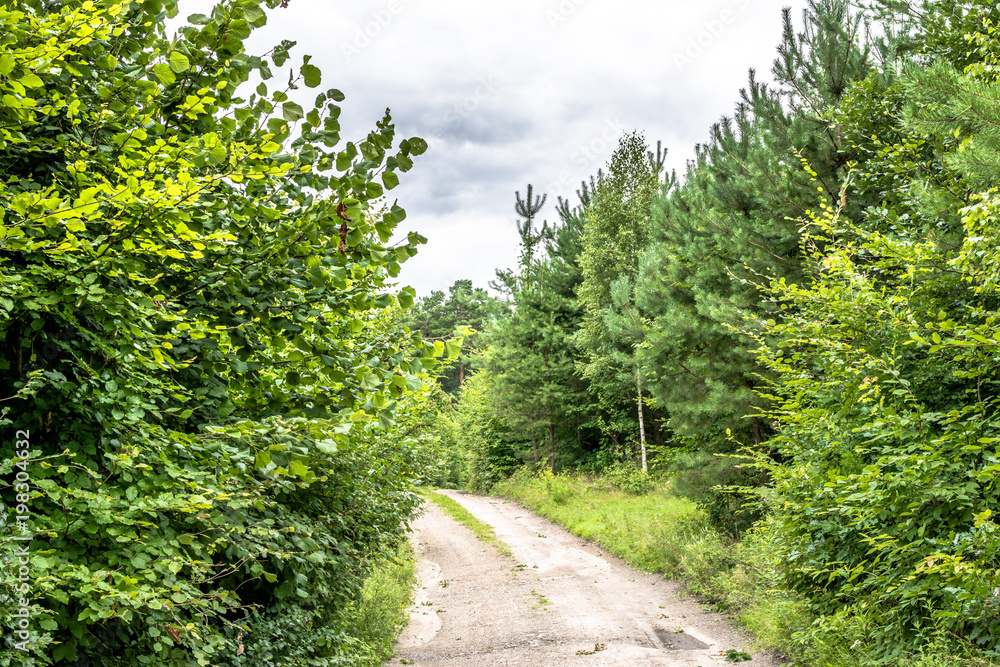 Path through green forest in spring, landscape
