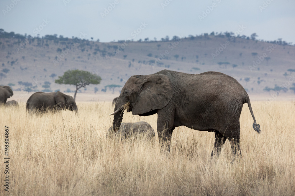 Fototapeta premium Verletzte Elefantenkuh - Afrika