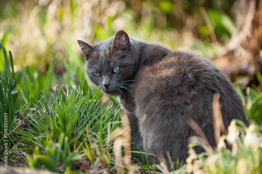 Katze sitzt beobachtend im Garten