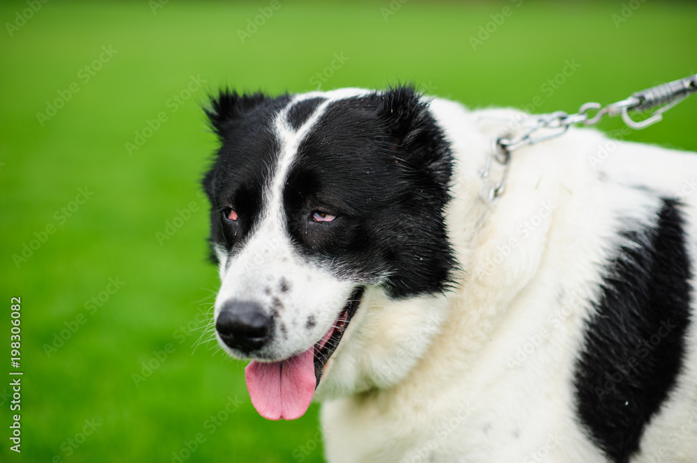 Portrait of a beautifull dog over green blurred background