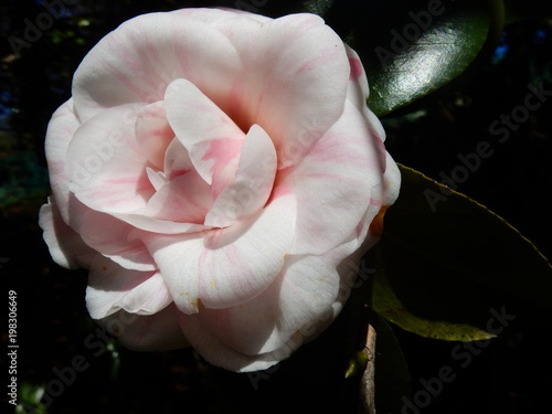 Foto camelia rosa
