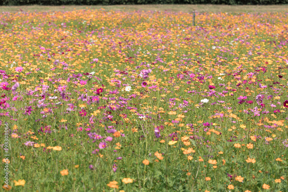 Cosmos flowers is a genus, with the same common name of cosmos, consisting of flowering plants in the sunflower family