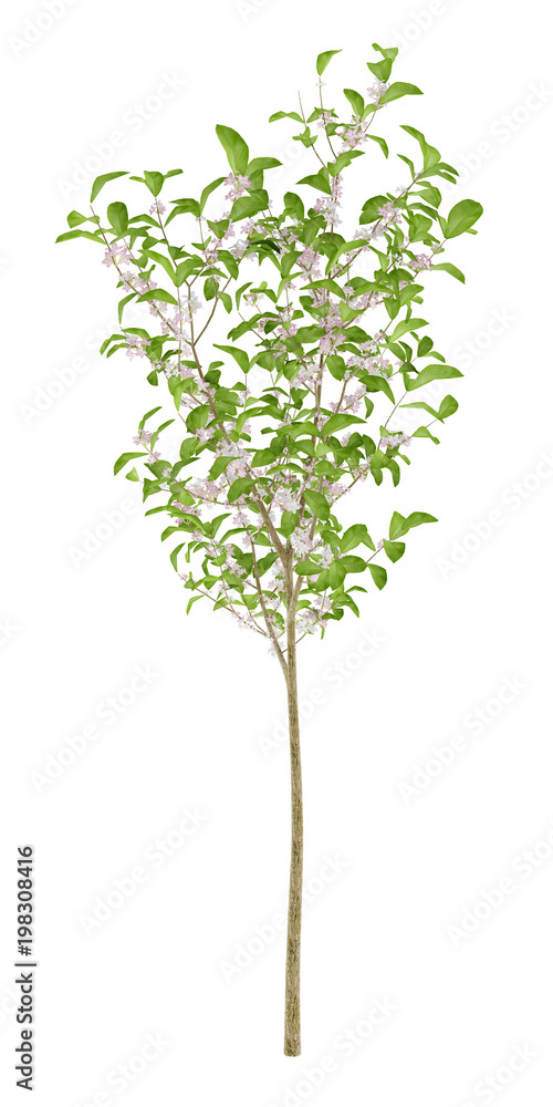 Obraz premium flowering apple tree isolated on white background