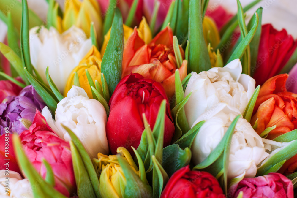 Fototapeta premium bouquet of multicolored tulips.