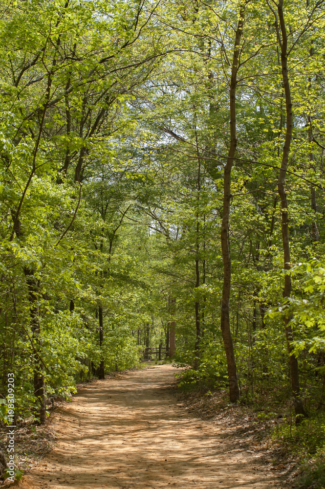 Vertical photo of a footpath through green leafy trees Vertical photo of a footpath through green leafy trees
