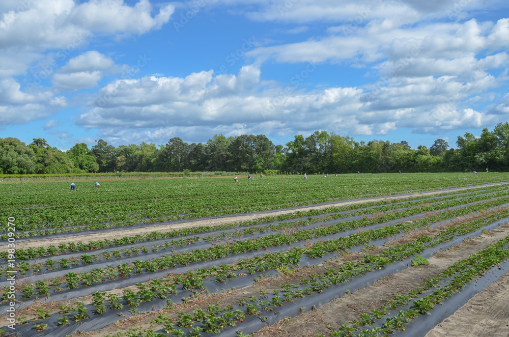 Large strawberry field with people picking ripe berries in the distance