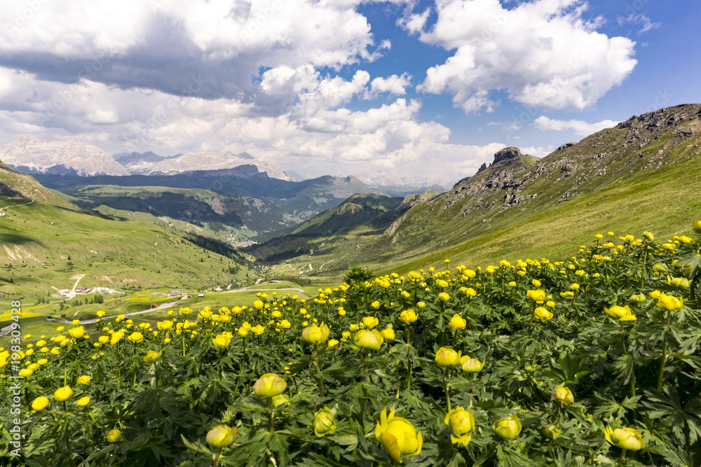 Yellow summer flowers on the background of the Dolomites. Italy.