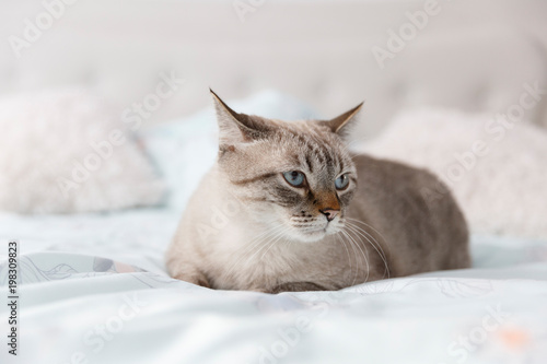 Adorable short hair cat. Front view of a beautiful cat resting on the bed.