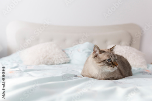Domestic short hair cat on luxury bed. Front view of a beautiful Metis cat resting on the bed.