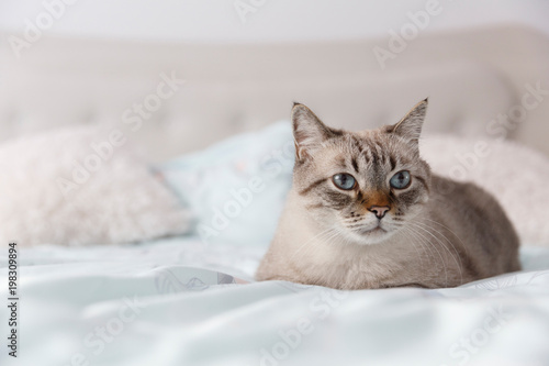 Metis cat portrait. Front view of a beautiful European cat resting on the bed.