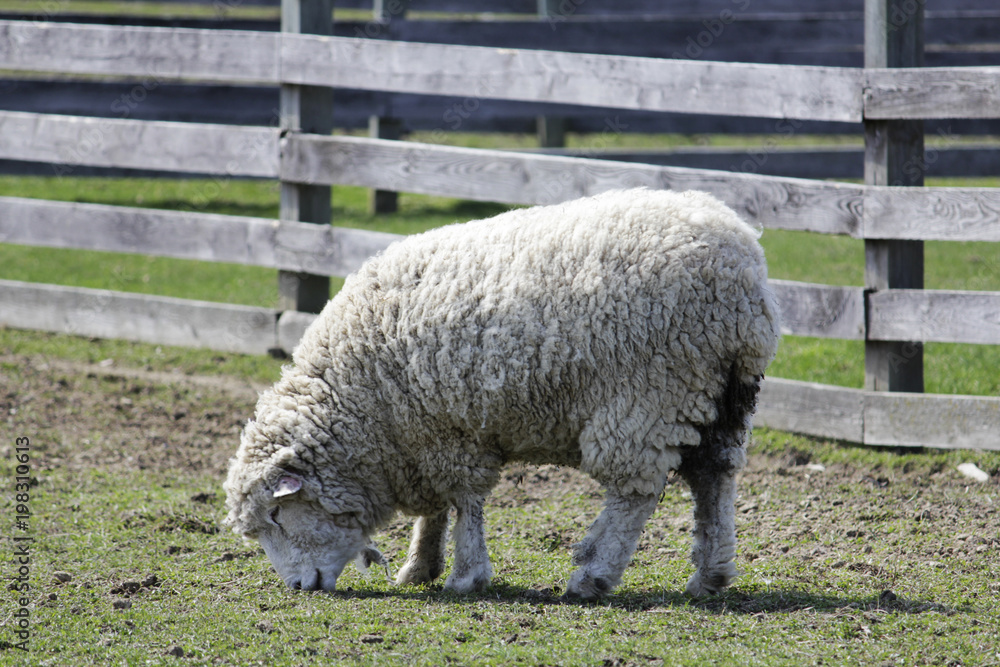 Farm Sheep