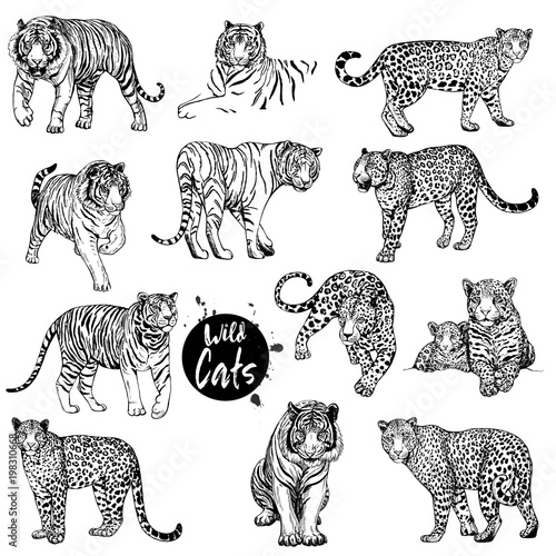 Big set of hand drawn sketch style leopards and tigers isolated on white background. Vector illustration.