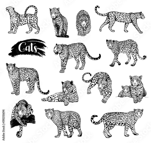 Big set of hand drawn sketch style leopards isolated on white background. Vector illustration.