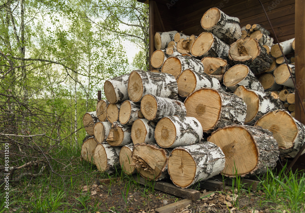 stacked birch logs