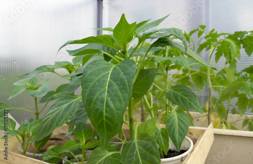 growing bell pepper plant