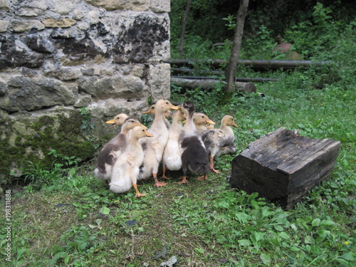 Ducklings	