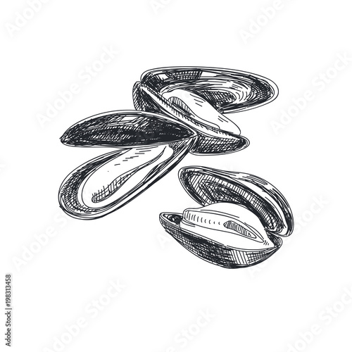 Beautiful vector hand drawn seafood Illustration.