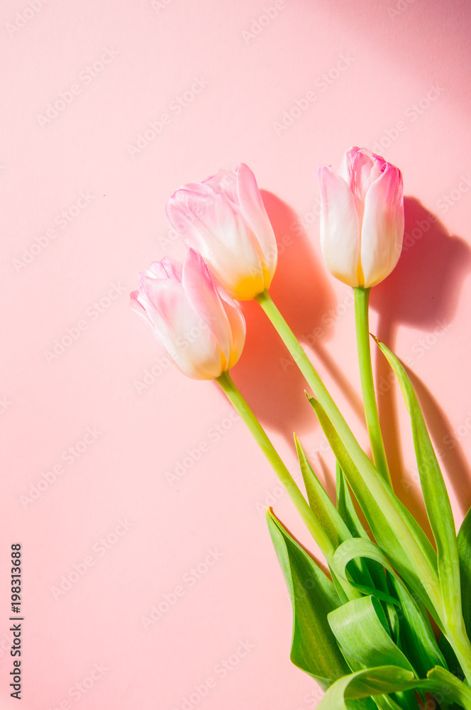 Fototapeta premium Three pink tulips on a pink background. Top view and copy space.