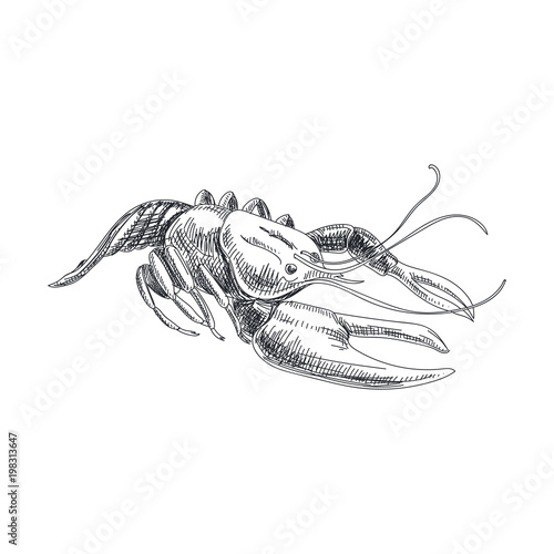 Beautiful vector hand drawn seafood Illustration.