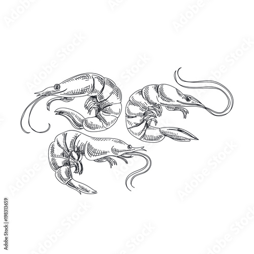 Beautiful vector hand drawn seafood Illustration.