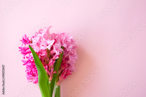 Pink hyacinth flowers bouquet on a pink background. Selective focus and copy space.