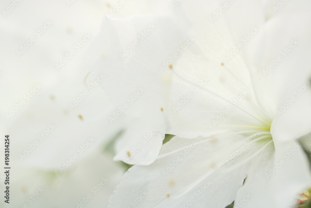Obraz premium White flower close-up. Azalea as a background texture.