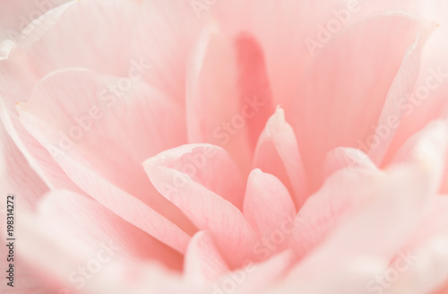 Gently pink flower close-up. Cute fresh innocent dream as a background texture.