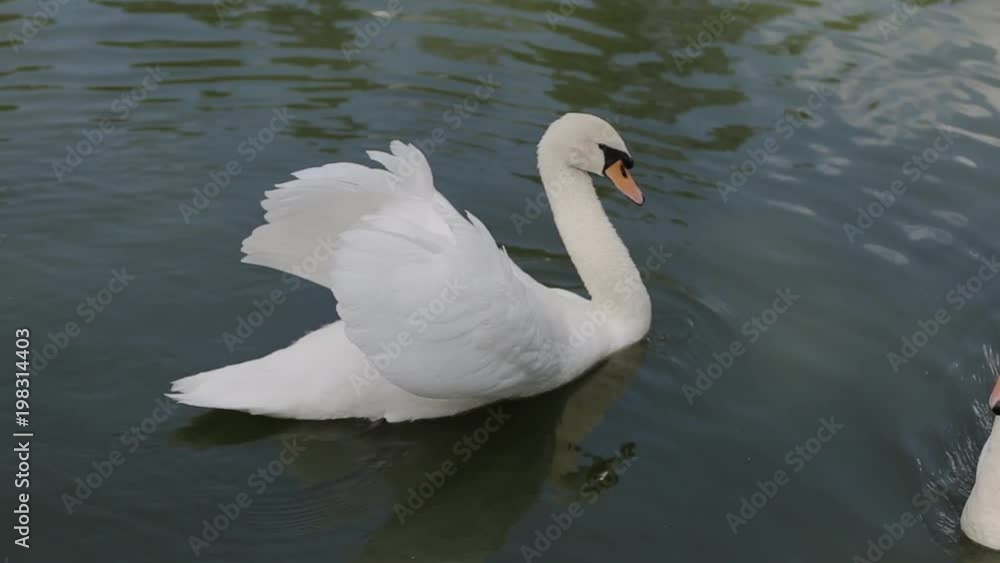 White swan swims on the lake in clear water White swan swims on the lake in clear water