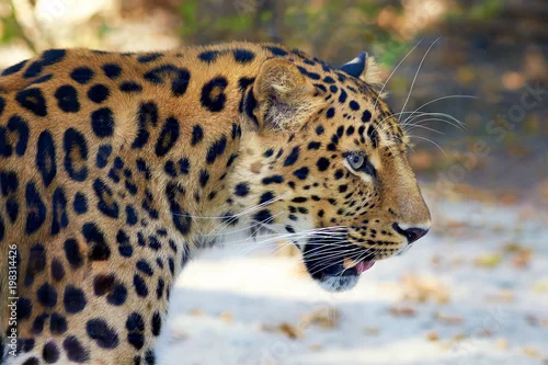 Fototapeta Closeup of a beautiful leopard.