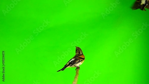 Slow motion, Brambling (Fringilla montifringilla) sits on a branch and flies away, isolated on a green screen photo