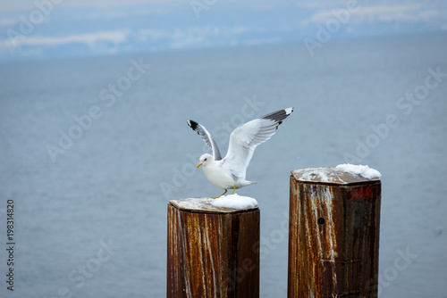 Smaller seagulls on poles at lake constance