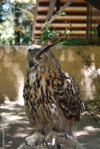 Un majestuoso búho real