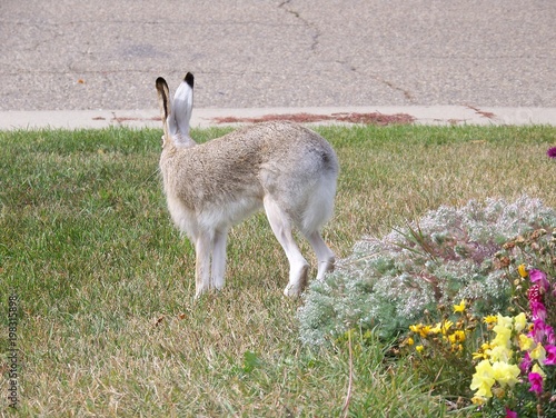 Rabbit Stretching  Edmonton  Alberta