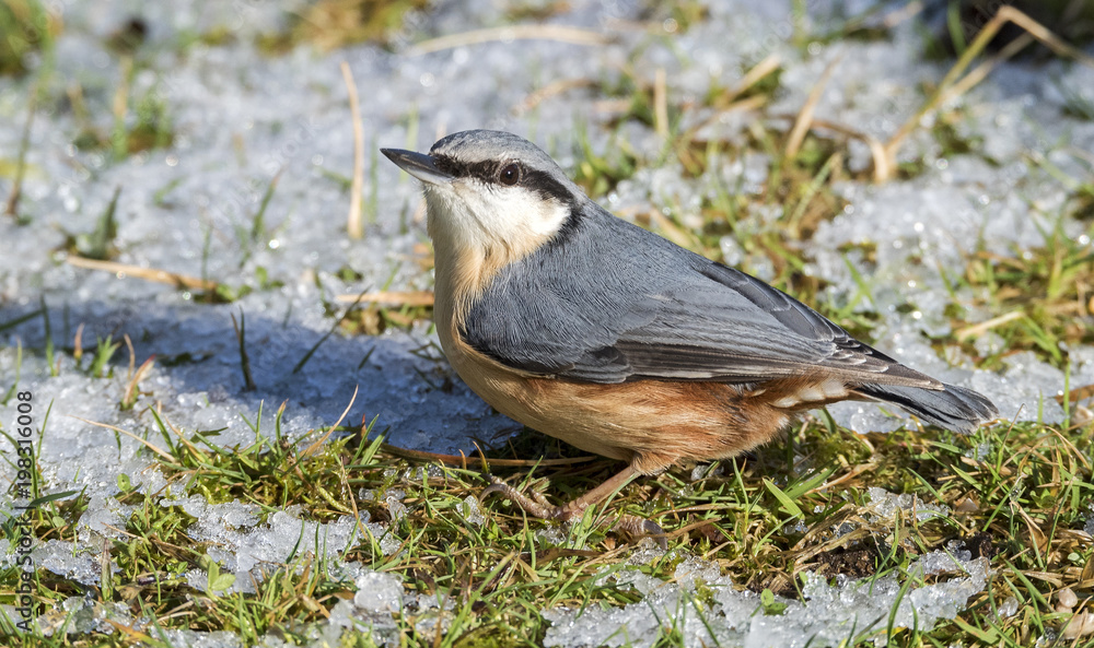 Obraz premium Nuthatch