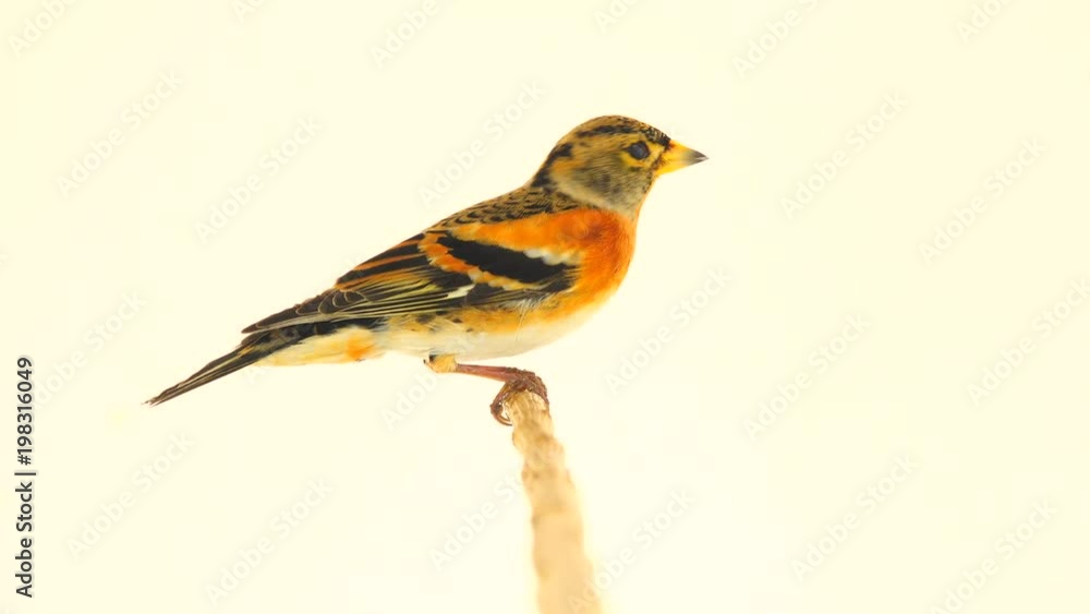 Two Brambling (Fringilla montifringilla) sits on a branch and flies away, isolated on a white screen Two Brambling (Fringilla montifringilla) sits on a branch and flies away, isolated on a white screen