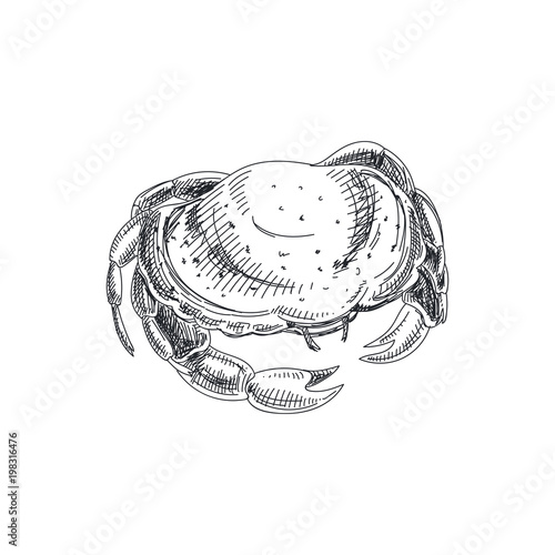 Beautiful vector hand drawn seafood Illustration.