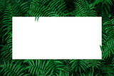 Empty space for writing text on on a green leaf background