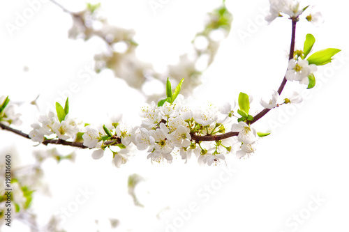 branch of a flowering tree in the spring