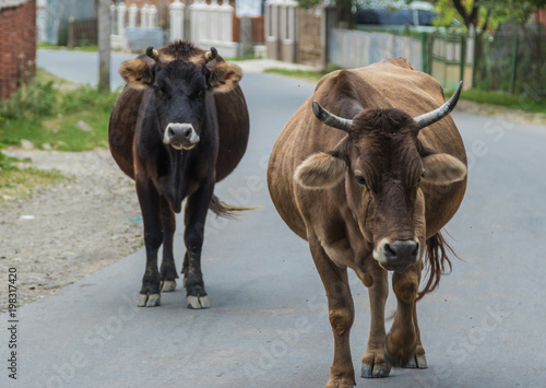 cows walk through rural streets