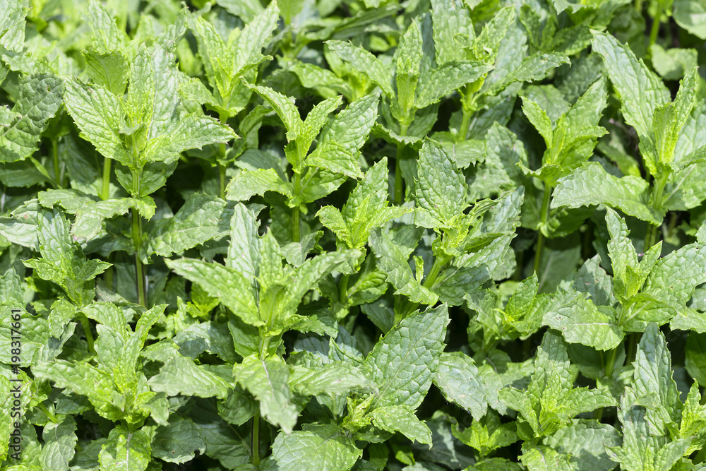 Peppermint, mint tea, grow, vegetable garden, aromatic, peppermint, green, herbal, fragrant, herb, plant Peppermint, mint tea, grow, vegetable garden, aromatic, peppermint, green, herbal, fragrant, herb, plant